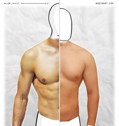 Torso Comparison