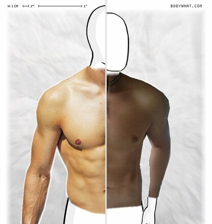 Torso Comparison