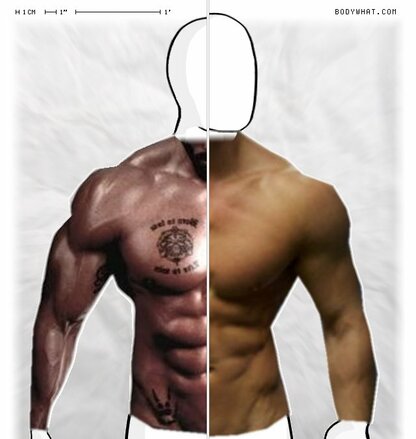 Torso Comparison