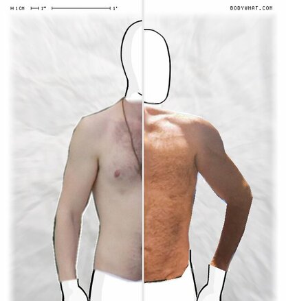 Torso Comparison