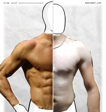 Torso Comparison