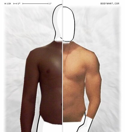 Torso Comparison