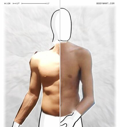 Torso Comparison