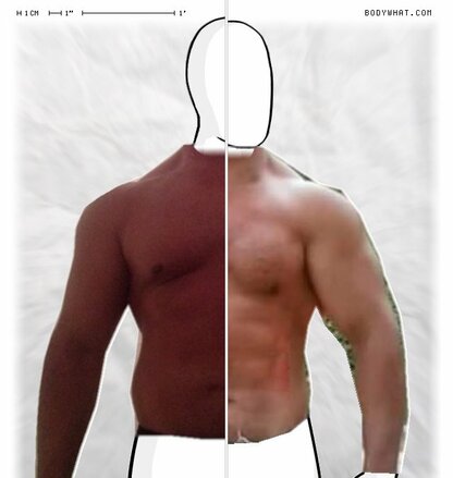 Torso Comparison