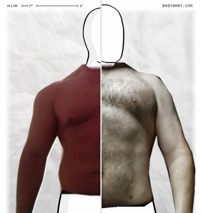 Torso Comparison