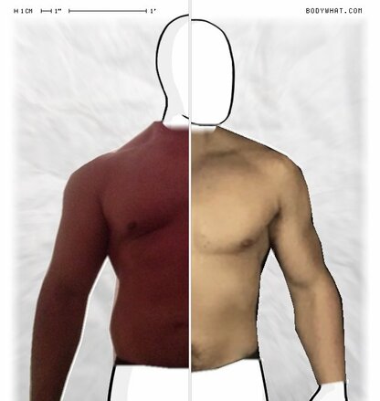 Torso Comparison