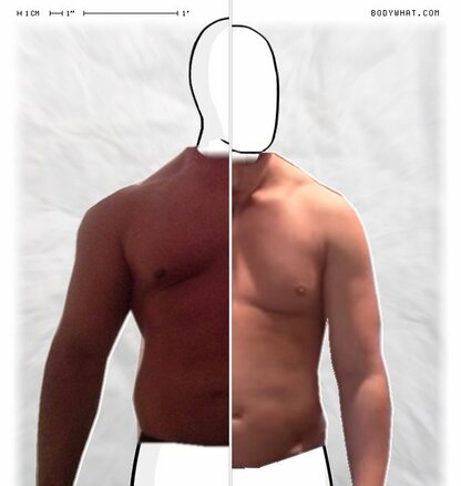 Torso Comparison