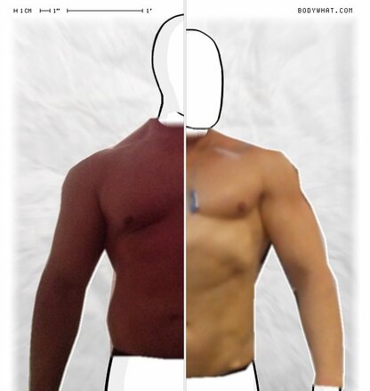 Torso Comparison