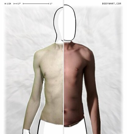 Torso Comparison