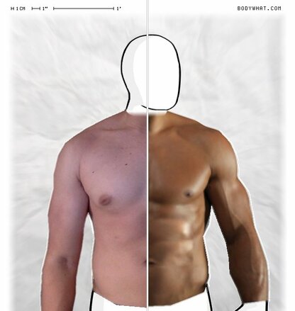 Torso Comparison