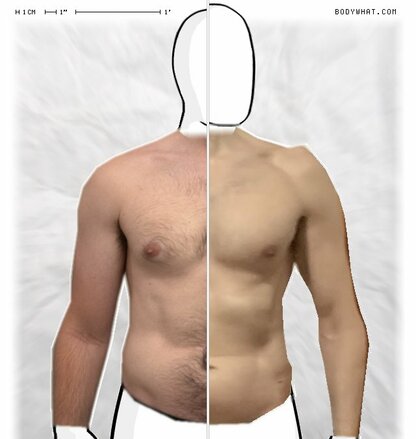 Torso Comparison