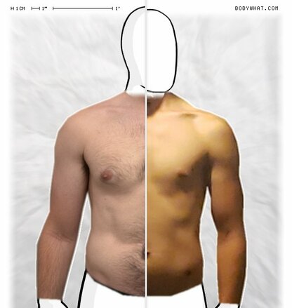 Torso Comparison