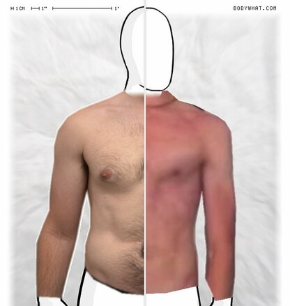 Torso Comparison