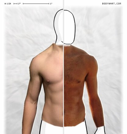 Torso Comparison