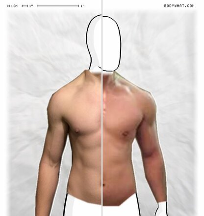 Torso Comparison