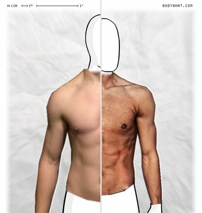 Torso Comparison