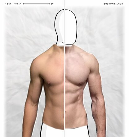 Torso Comparison