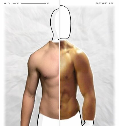 Torso Comparison