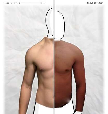 Torso Comparison