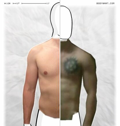 Torso Comparison