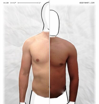 Torso Comparison