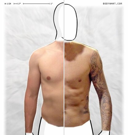 Torso Comparison