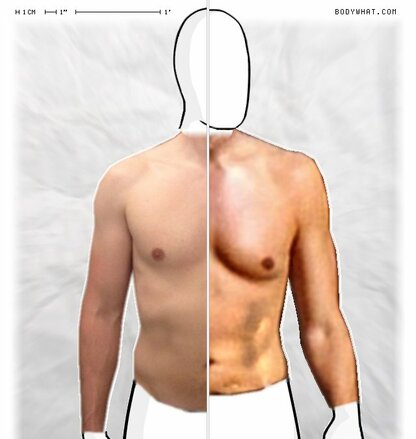 Torso Comparison