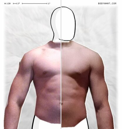 Torso Comparison