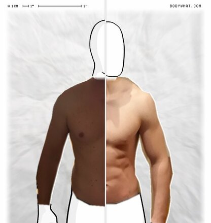 Torso Comparison