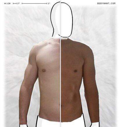 Torso Comparison