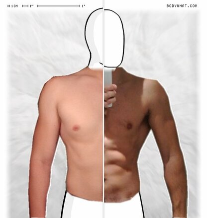 Torso Comparison