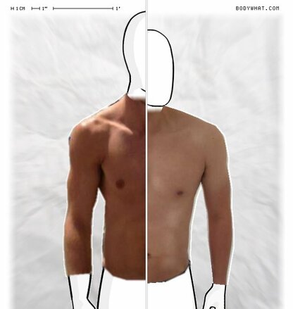 Torso Comparison