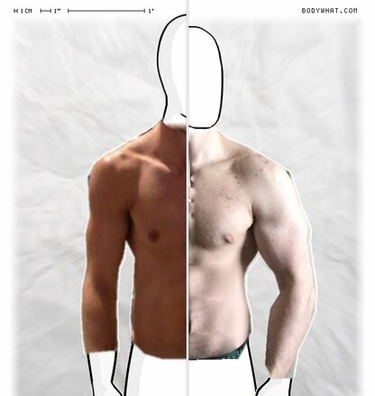 Torso Comparison