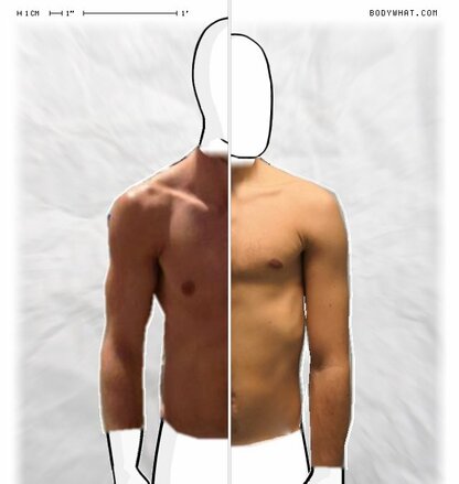 Torso Comparison