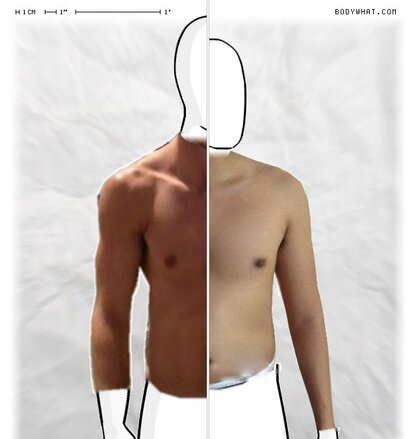 Torso Comparison