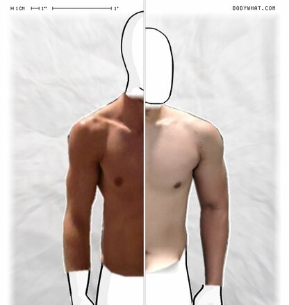 Torso Comparison