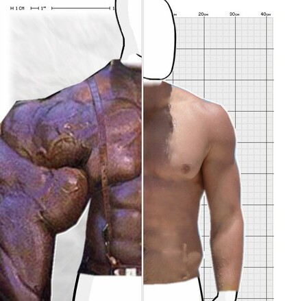 Torso Comparison