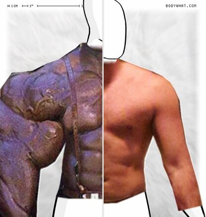 Torso Comparison