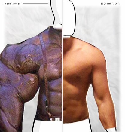 Torso Comparison