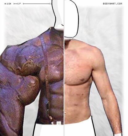 Torso Comparison