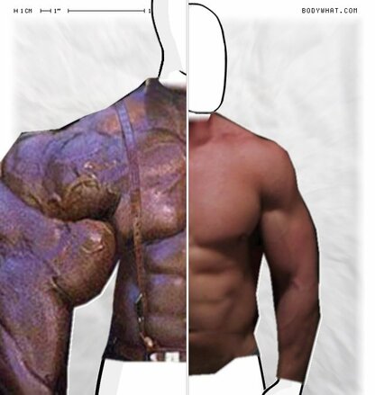 Torso Comparison