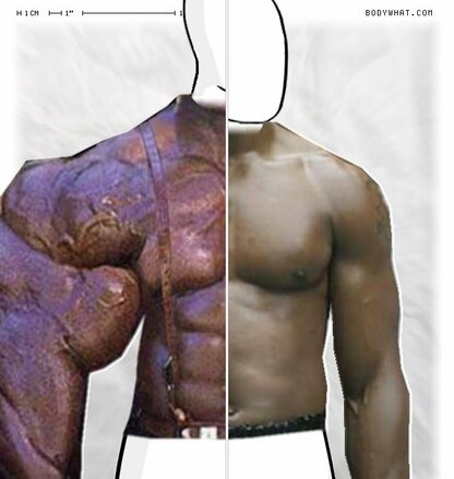 Torso Comparison