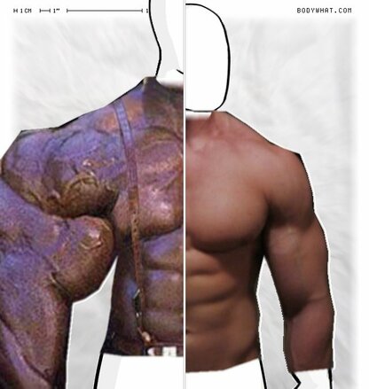 Torso Comparison