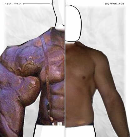 Torso Comparison