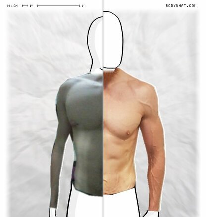 Torso Comparison