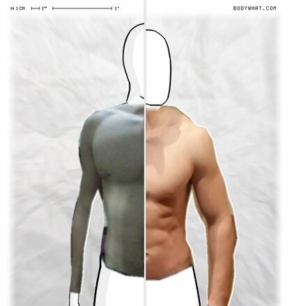 Torso Comparison