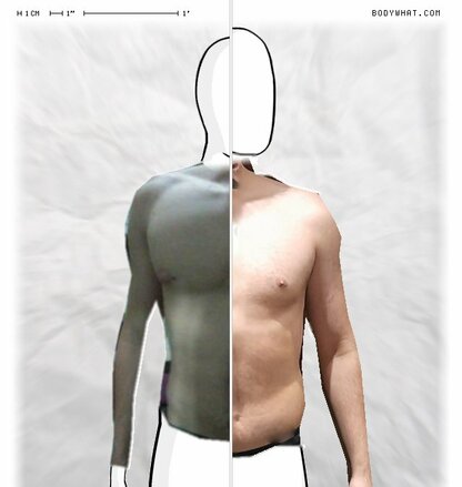 Torso Comparison