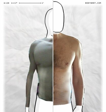 Torso Comparison