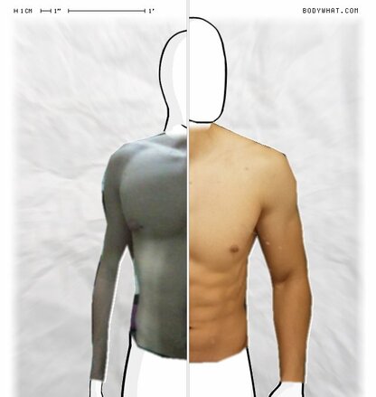 Torso Comparison