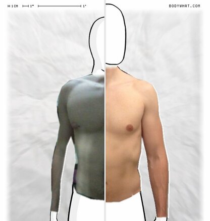 Torso Comparison